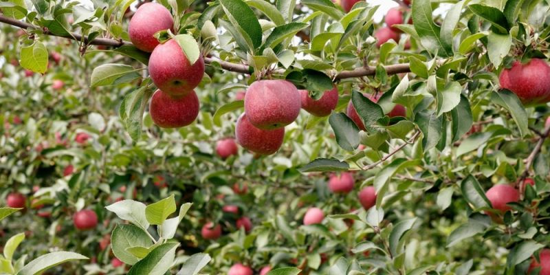 8 Best Apple Orchards in Upstate NY